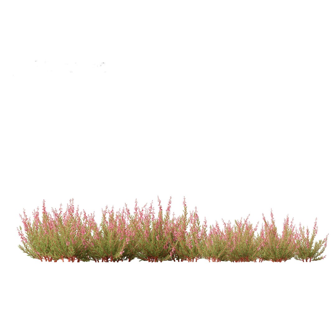 Calluna vulgaris 3D Model – Realistic Flower Asset for Blender, FBX - View 7