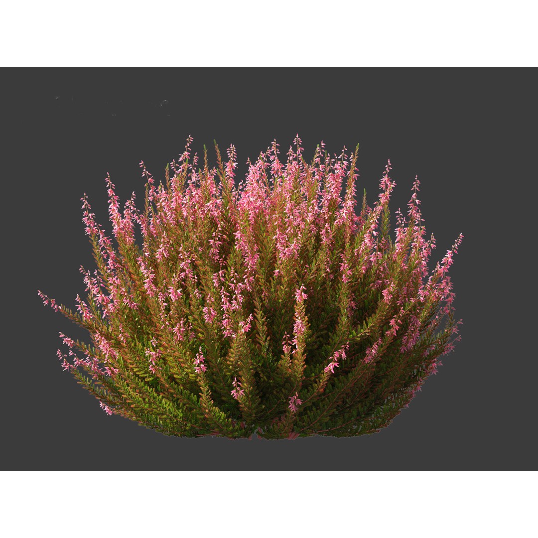 Calluna vulgaris 3D Model – Realistic Flower Asset for Blender, FBX - View 8
