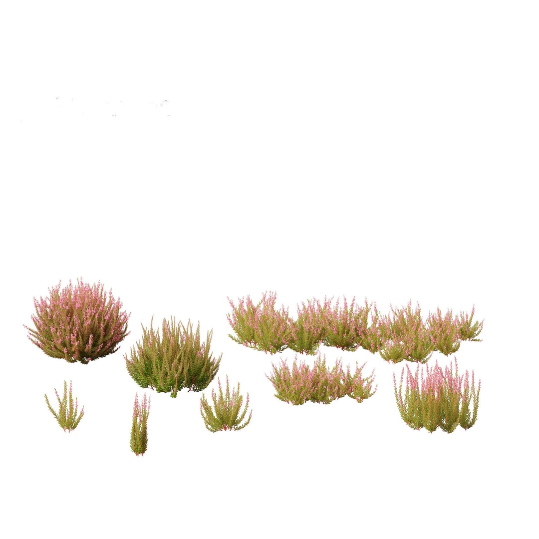 Calluna vulgaris 3D Model – Realistic Flower Asset for Blender, FBX - View 9