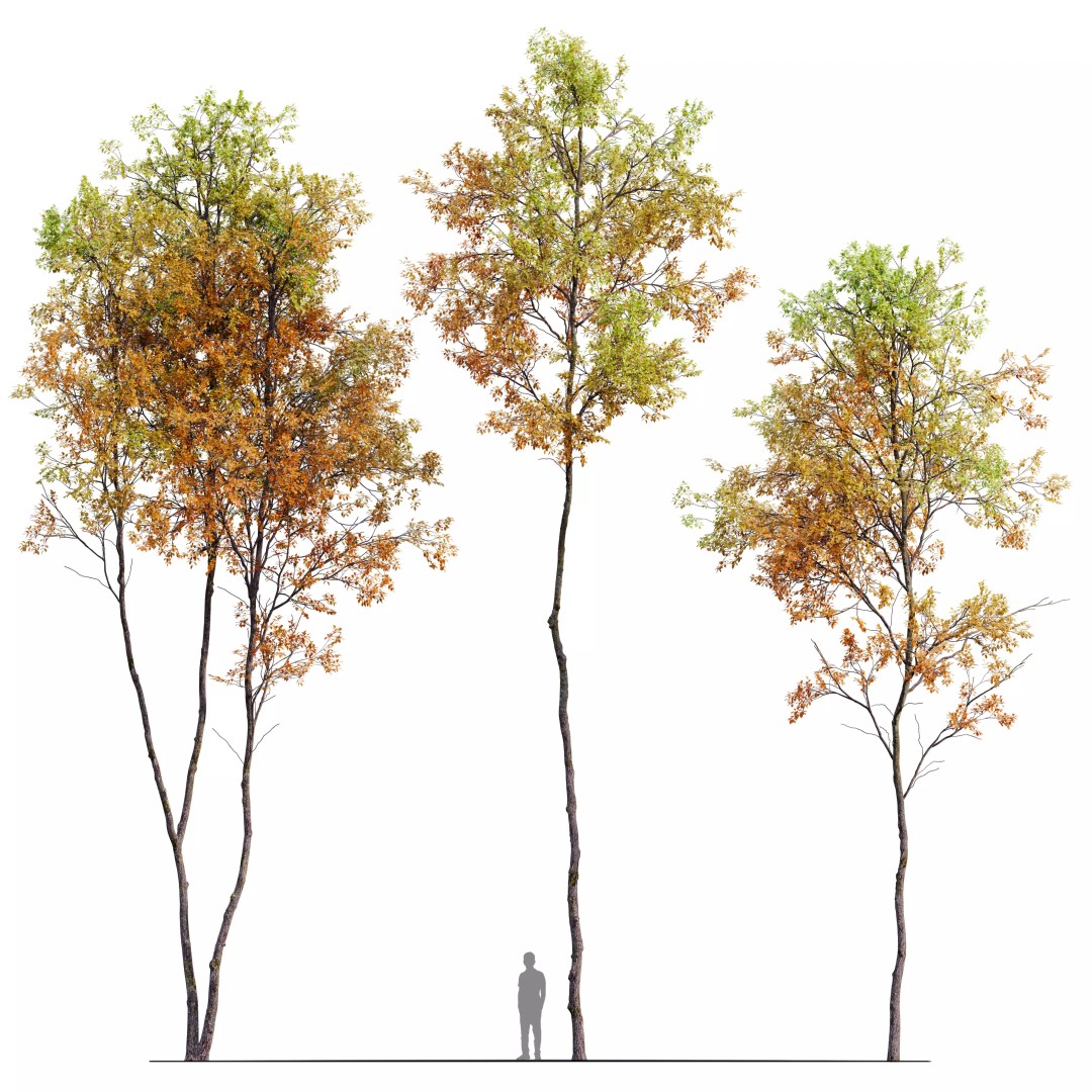 Autumn Forest Trees 3D Model – High Poly PBR Assets, FBX - View 2