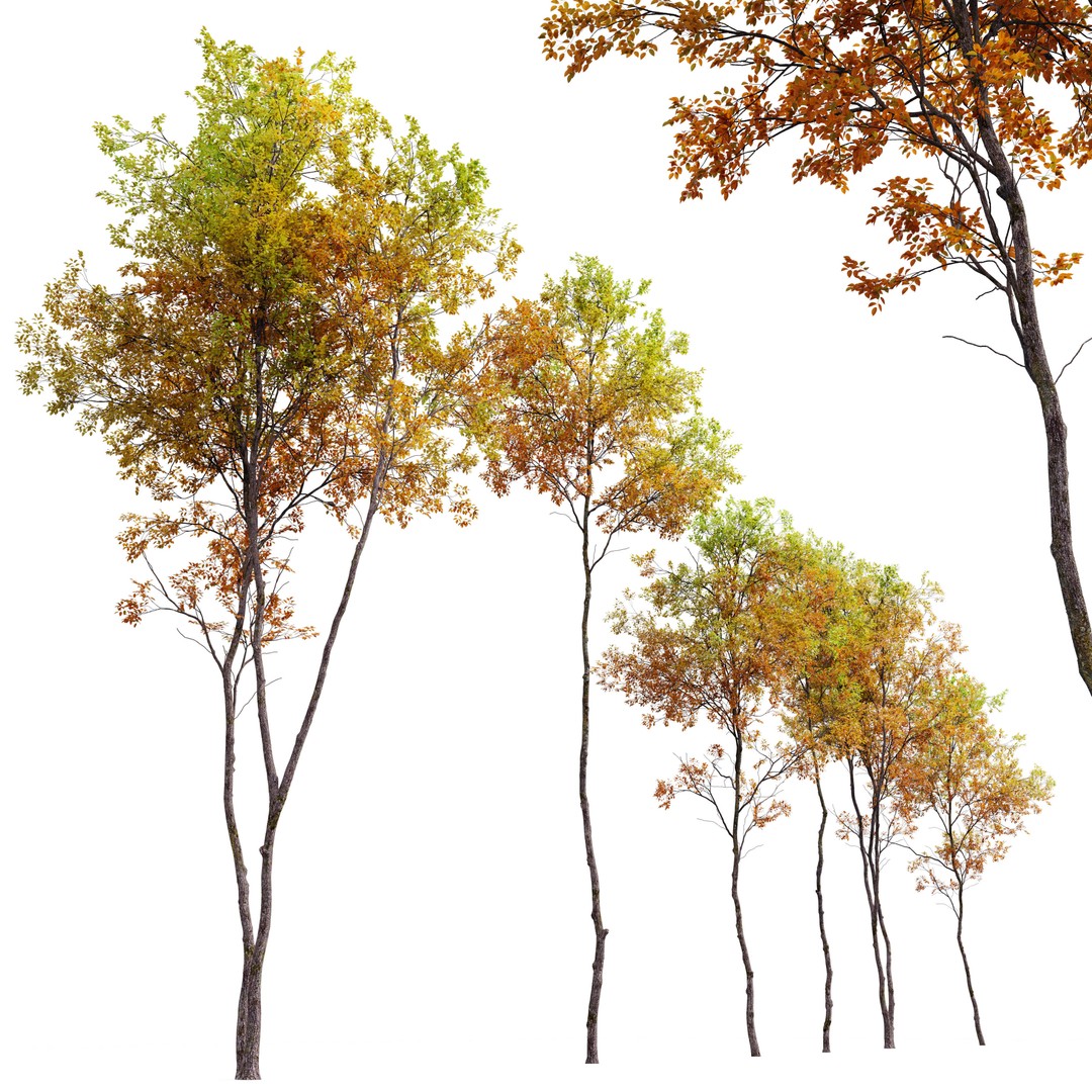 Autumn Forest Trees 3D Model – High Poly PBR Assets, FBX - View 3