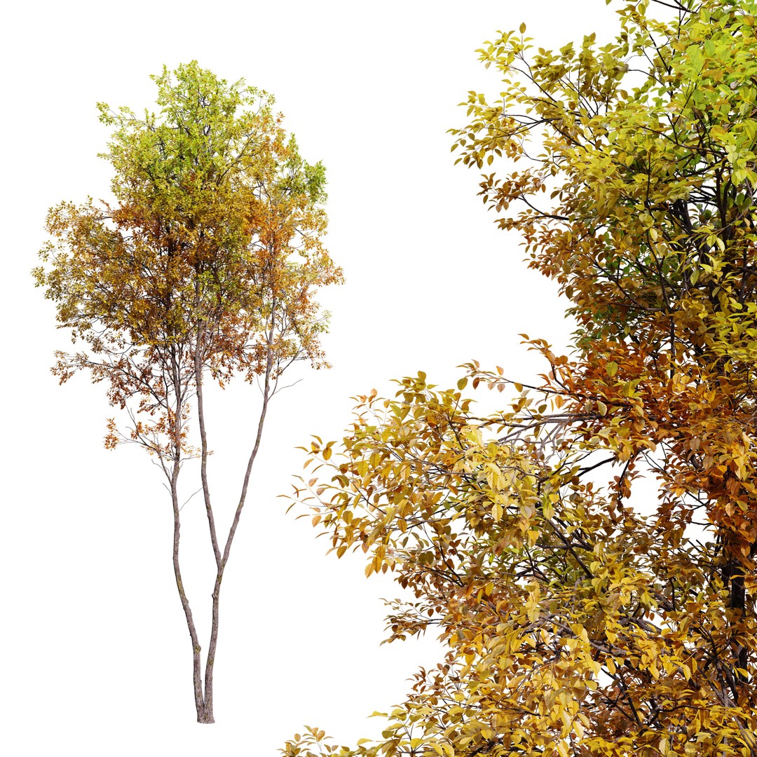 Autumn Forest Trees 3D Model – High Poly PBR Assets, FBX - View 4