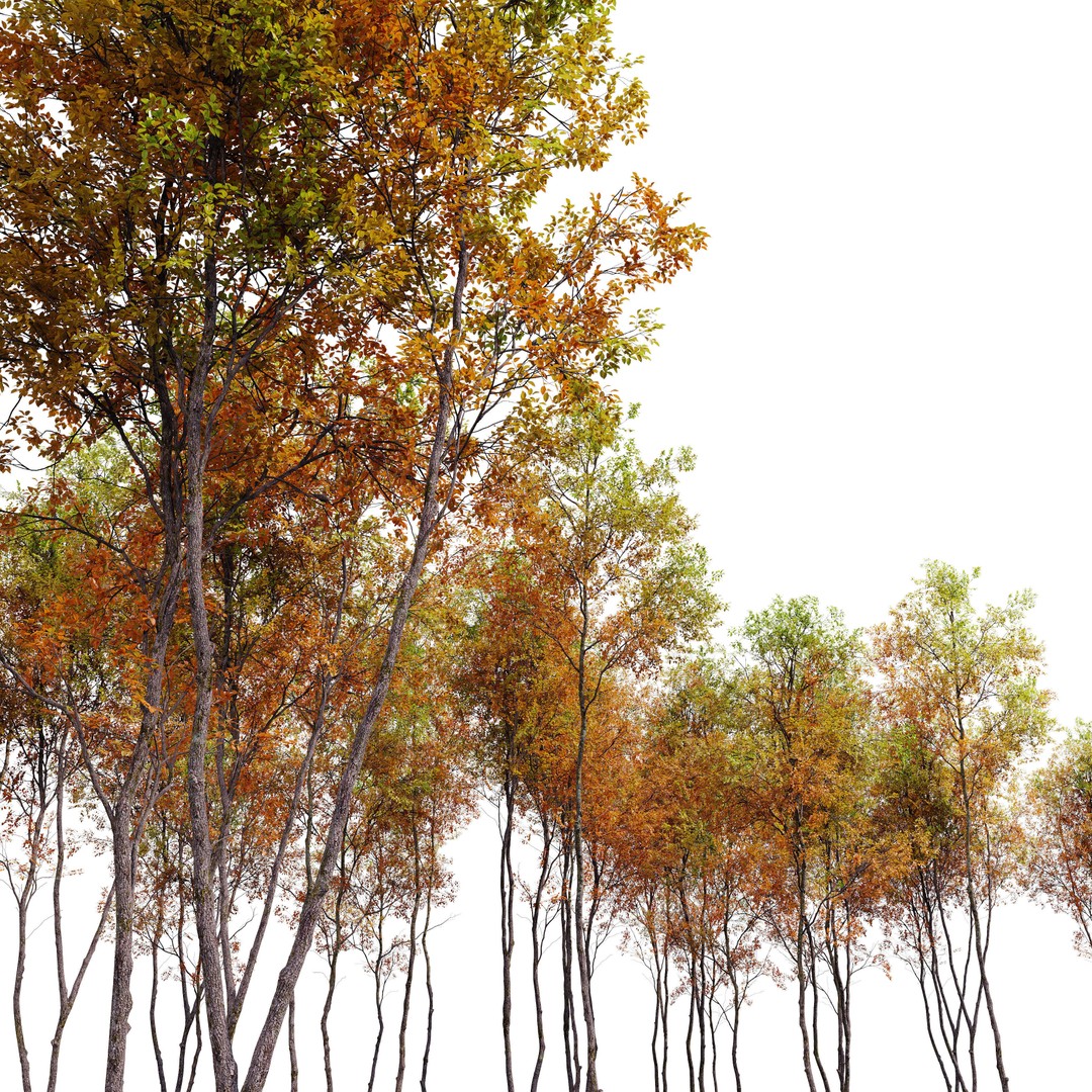 Autumn Forest Trees 3D Model – High Poly PBR Assets, FBX - View 5