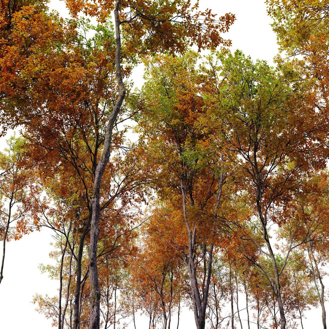 Autumn Forest Trees 3D Model – High Poly PBR Assets, FBX - View 6