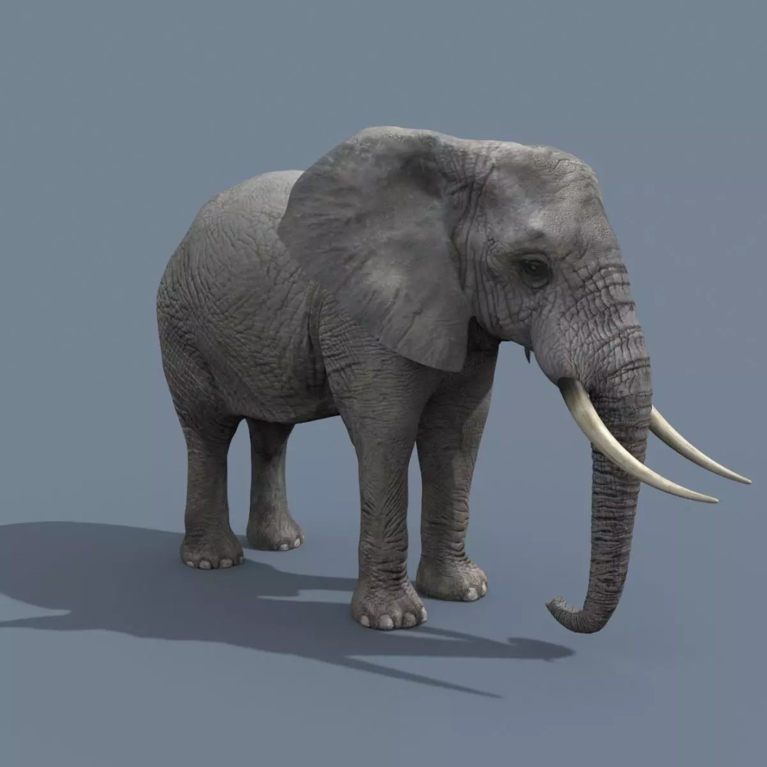 Pro Elephant, Rhino & Hippo 3D Model – High-Detail Animated Assets, FBX - View 10