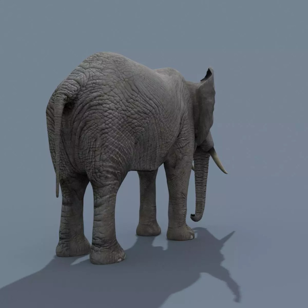Pro Elephant, Rhino & Hippo 3D Model – High-Detail Animated Assets, FBX - View 11