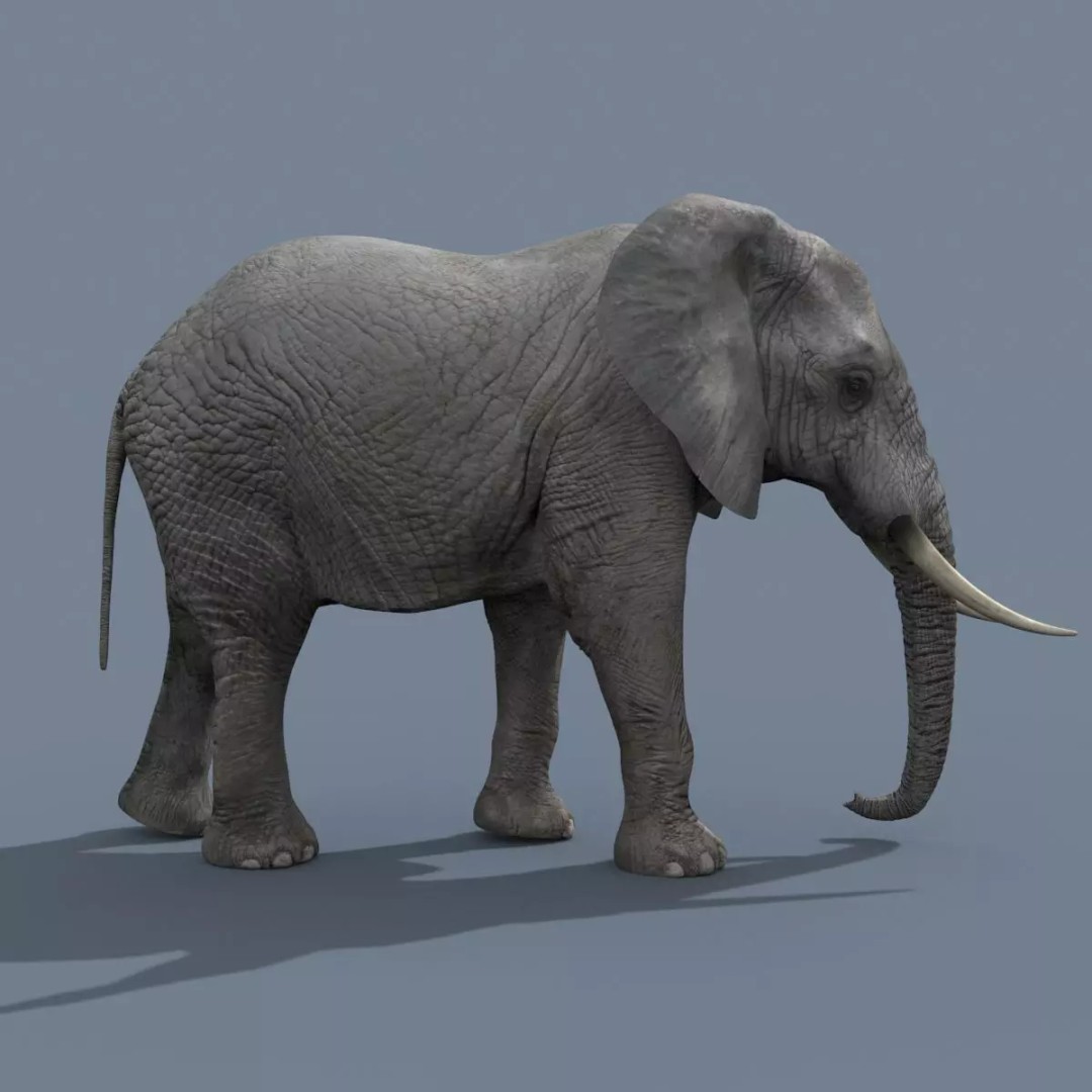 Pro Elephant, Rhino & Hippo 3D Model – High-Detail Animated Assets, FBX - View 12