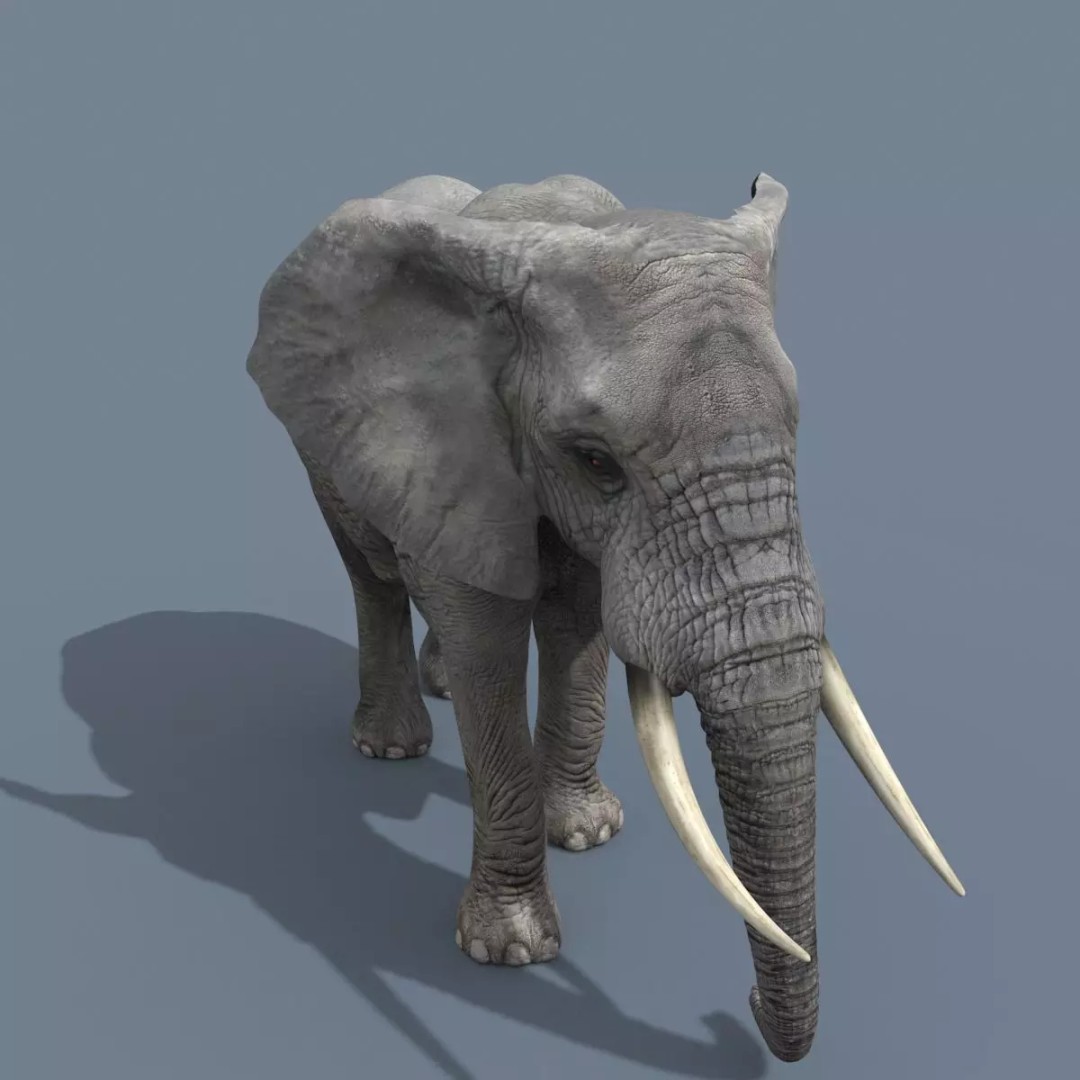 Pro Elephant, Rhino & Hippo 3D Model – High-Detail Animated Assets, FBX - View 13