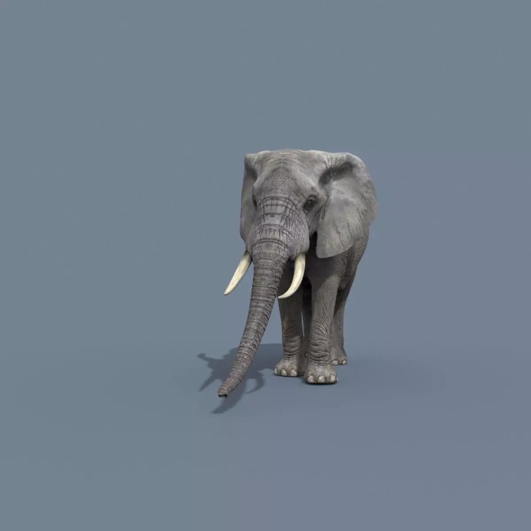 Pro Elephant, Rhino & Hippo 3D Model – High-Detail Animated Assets, FBX - View 14