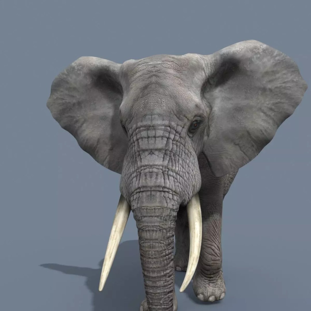 Pro Elephant, Rhino & Hippo 3D Model – High-Detail Animated Assets, FBX - View 15