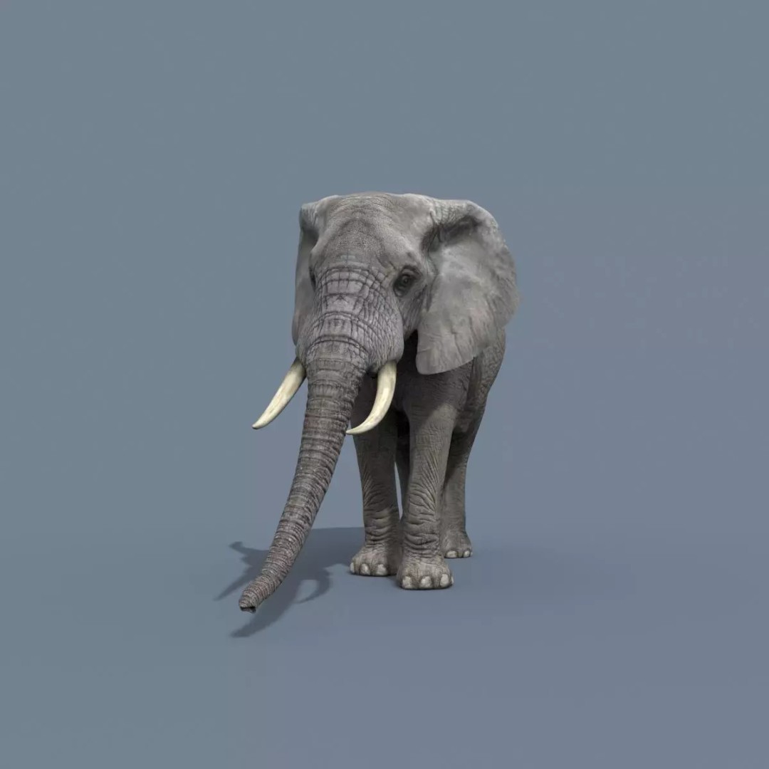 Pro Elephant, Rhino & Hippo 3D Model – High-Detail Animated Assets, FBX - View 16