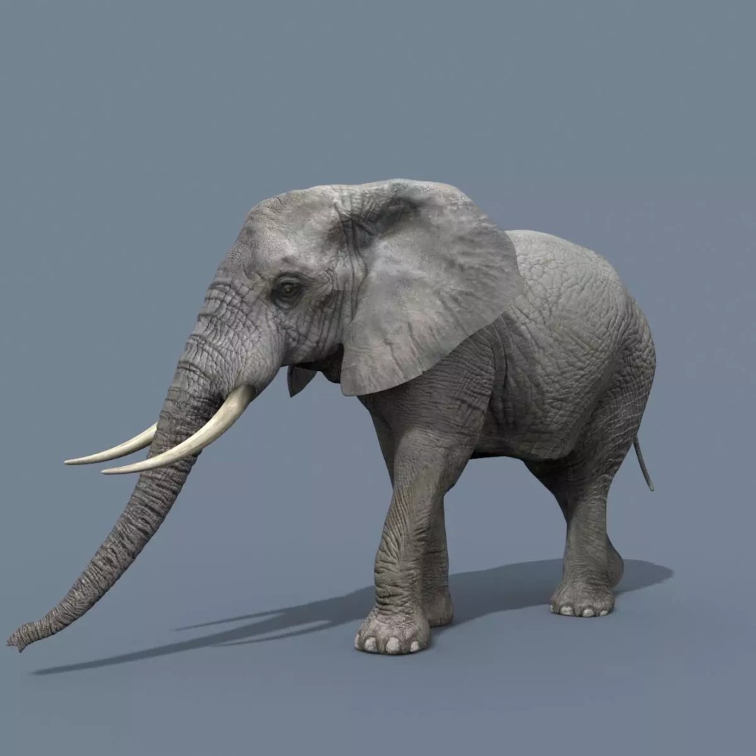 Pro Elephant, Rhino & Hippo 3D Model – High-Detail Animated Assets, FBX - View 17