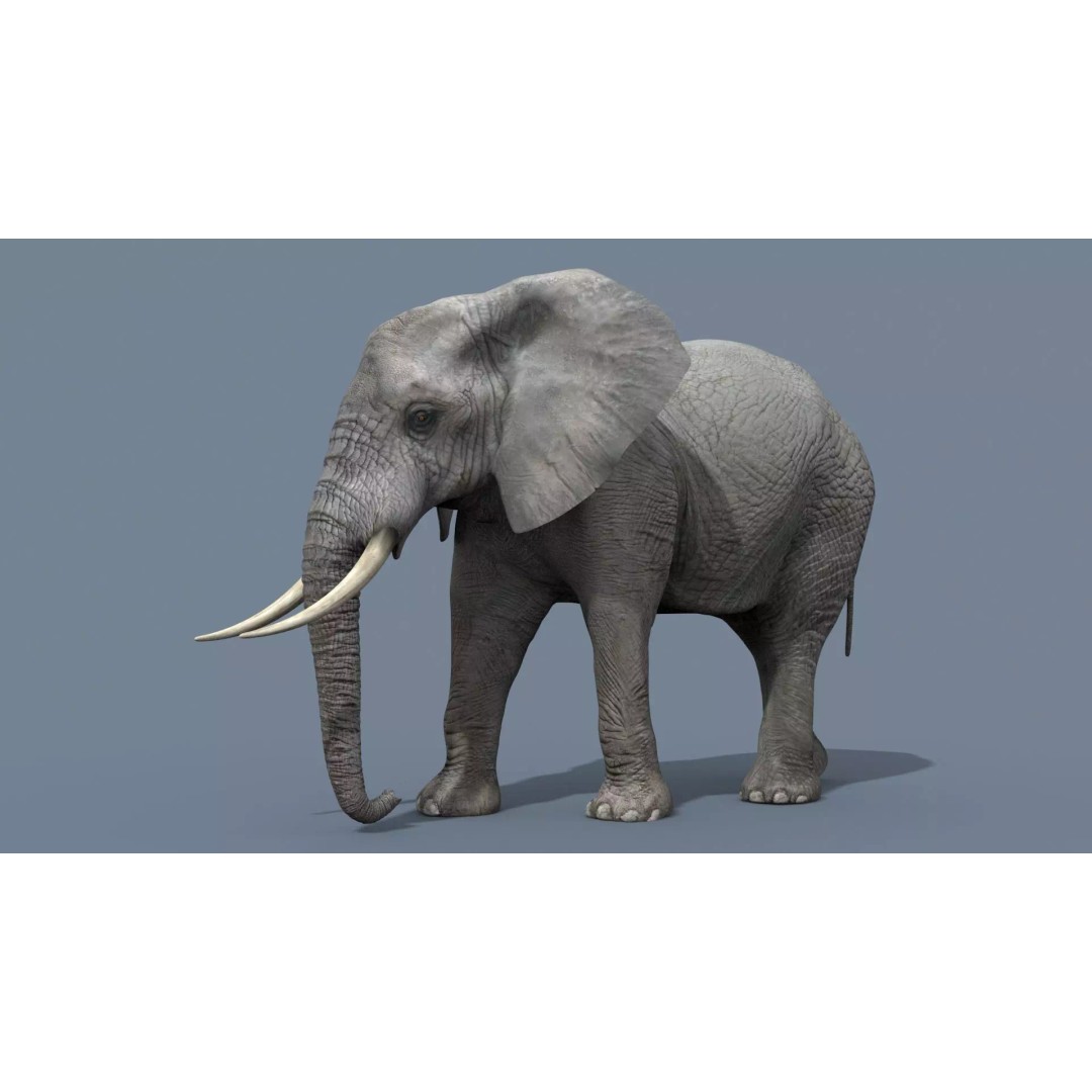 Pro Elephant, Rhino & Hippo 3D Model – High-Detail Animated Assets, FBX - View 18