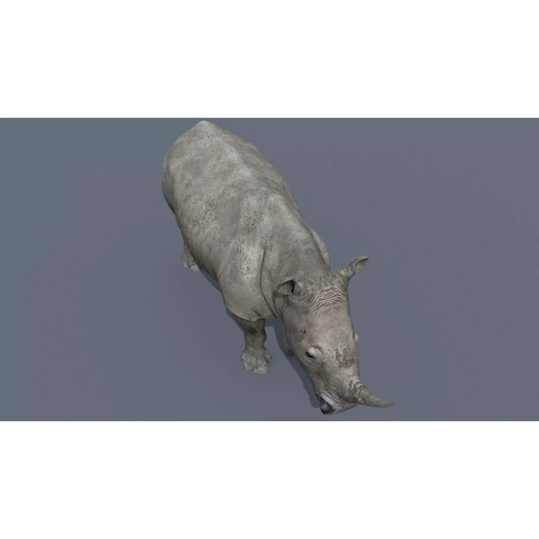 Pro Elephant, Rhino & Hippo 3D Model – High-Detail Animated Assets, FBX - View 27