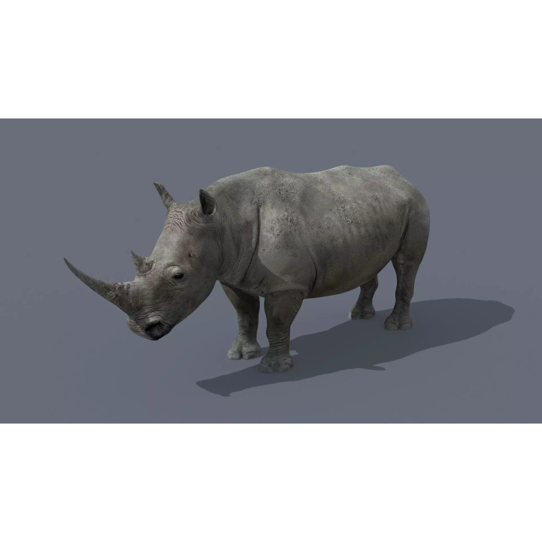 Pro Elephant, Rhino & Hippo 3D Model – High-Detail Animated Assets, FBX - View 28