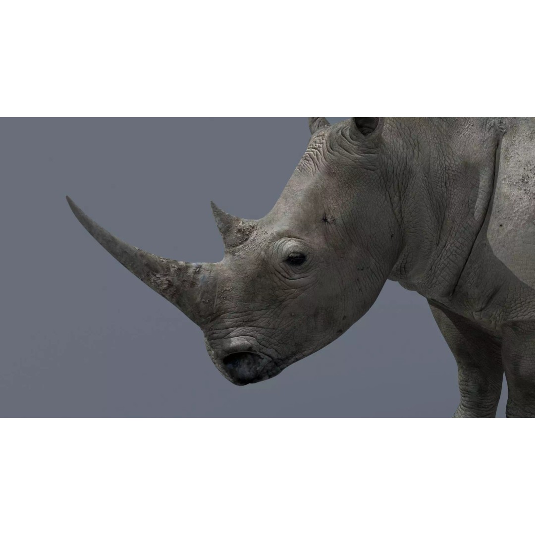 Pro Elephant, Rhino & Hippo 3D Model – High-Detail Animated Assets, FBX - View 29