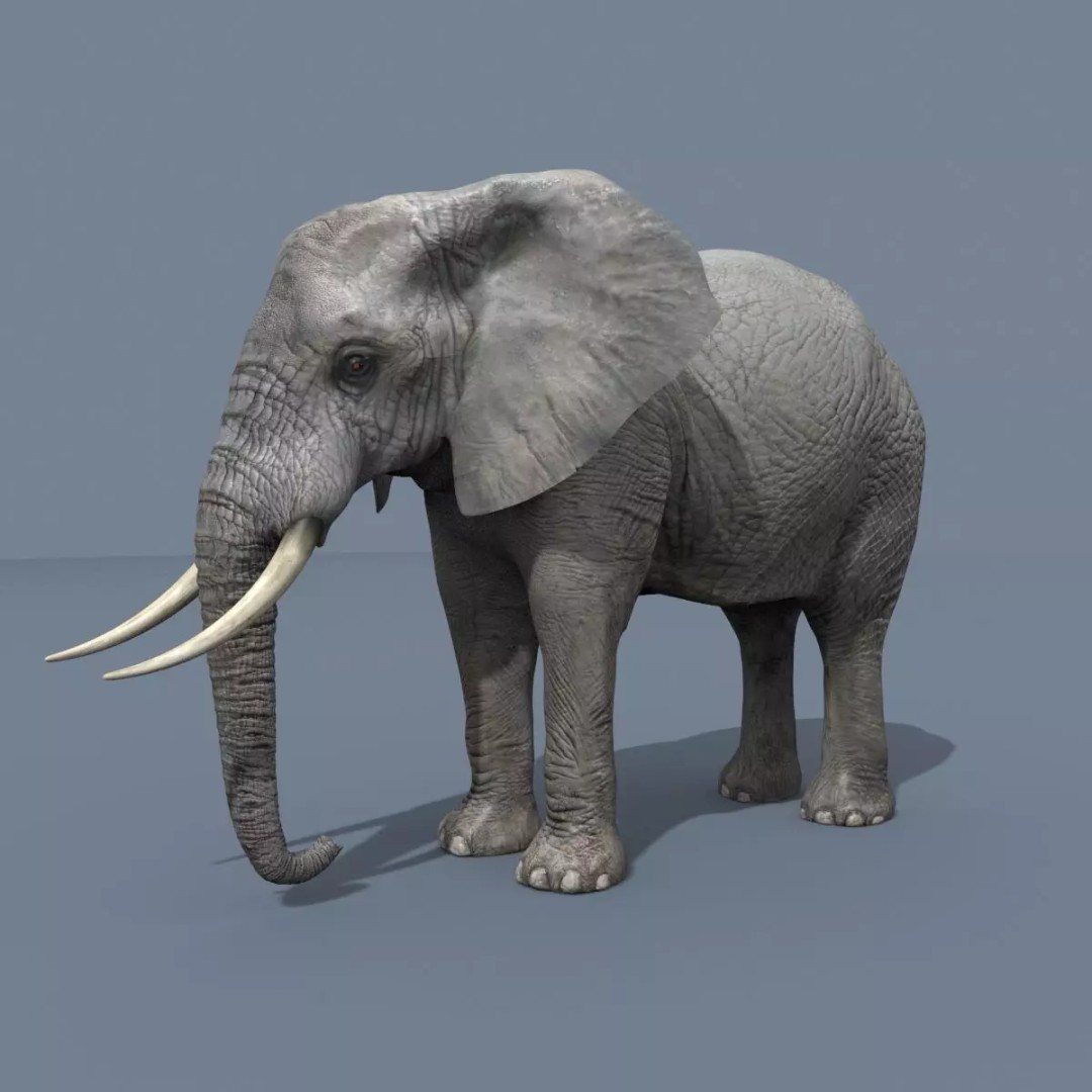Pro Elephant, Rhino & Hippo 3D Model – High-Detail Animated Assets, FBX - View 3
