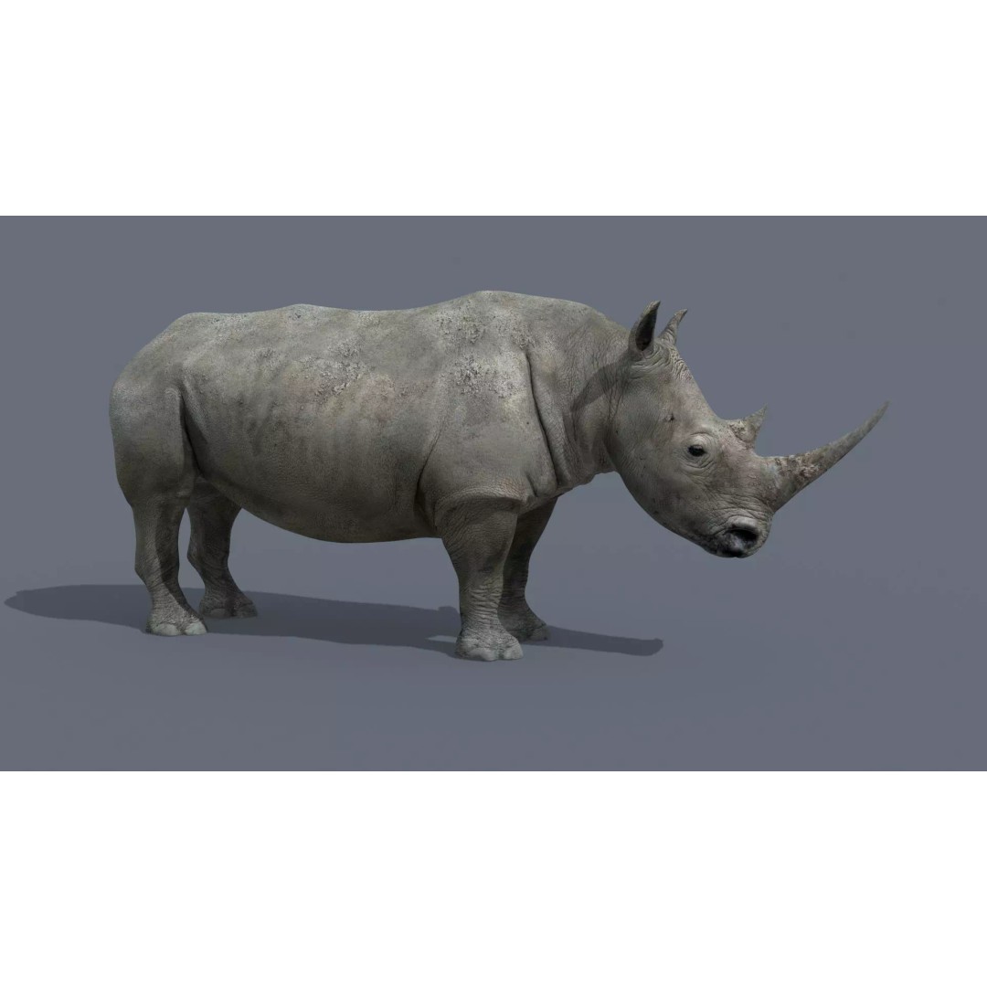 Pro Elephant, Rhino & Hippo 3D Model – High-Detail Animated Assets, FBX - View 33