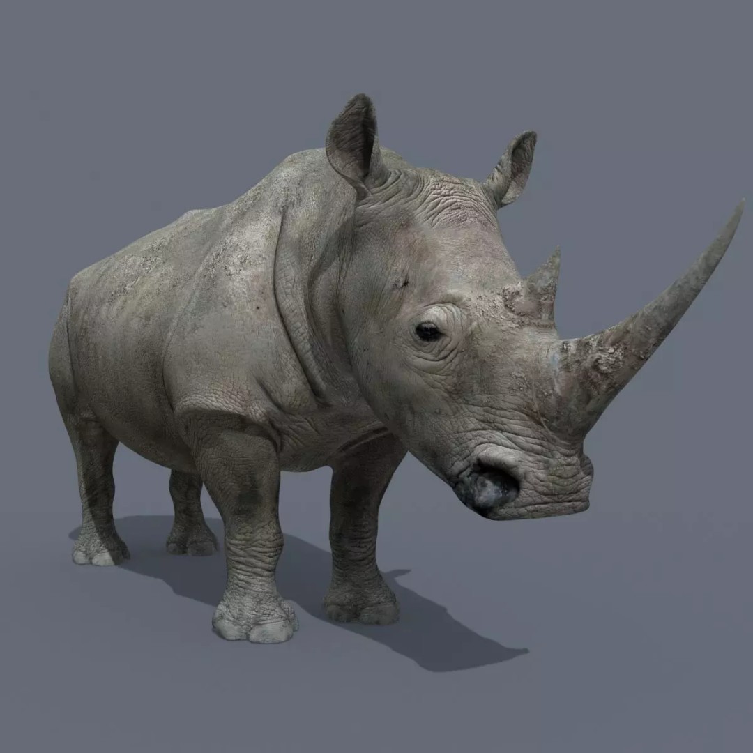 Pro Elephant, Rhino & Hippo 3D Model – High-Detail Animated Assets, FBX - View 37