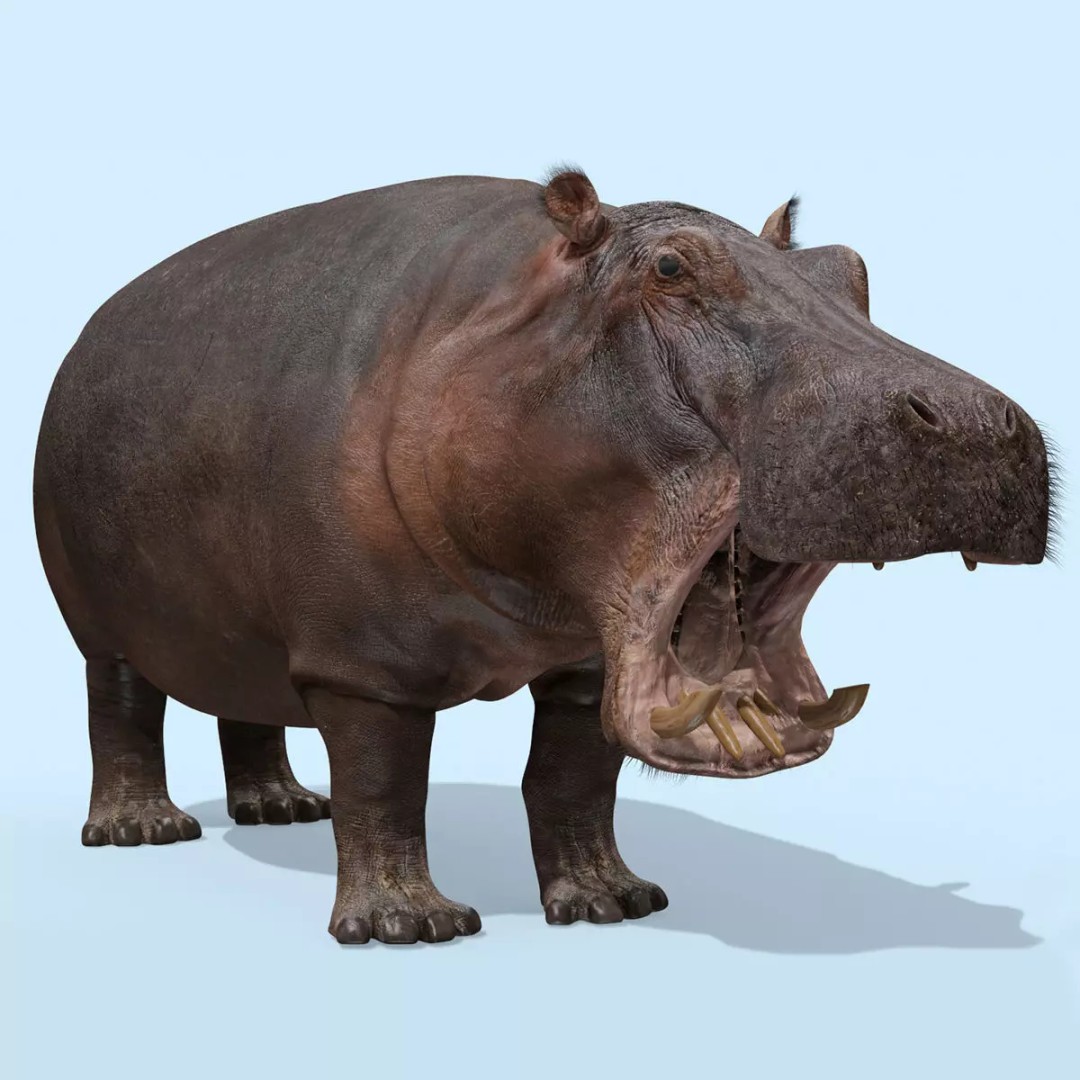 Pro Elephant, Rhino & Hippo 3D Model – High-Detail Animated Assets, FBX - View 38