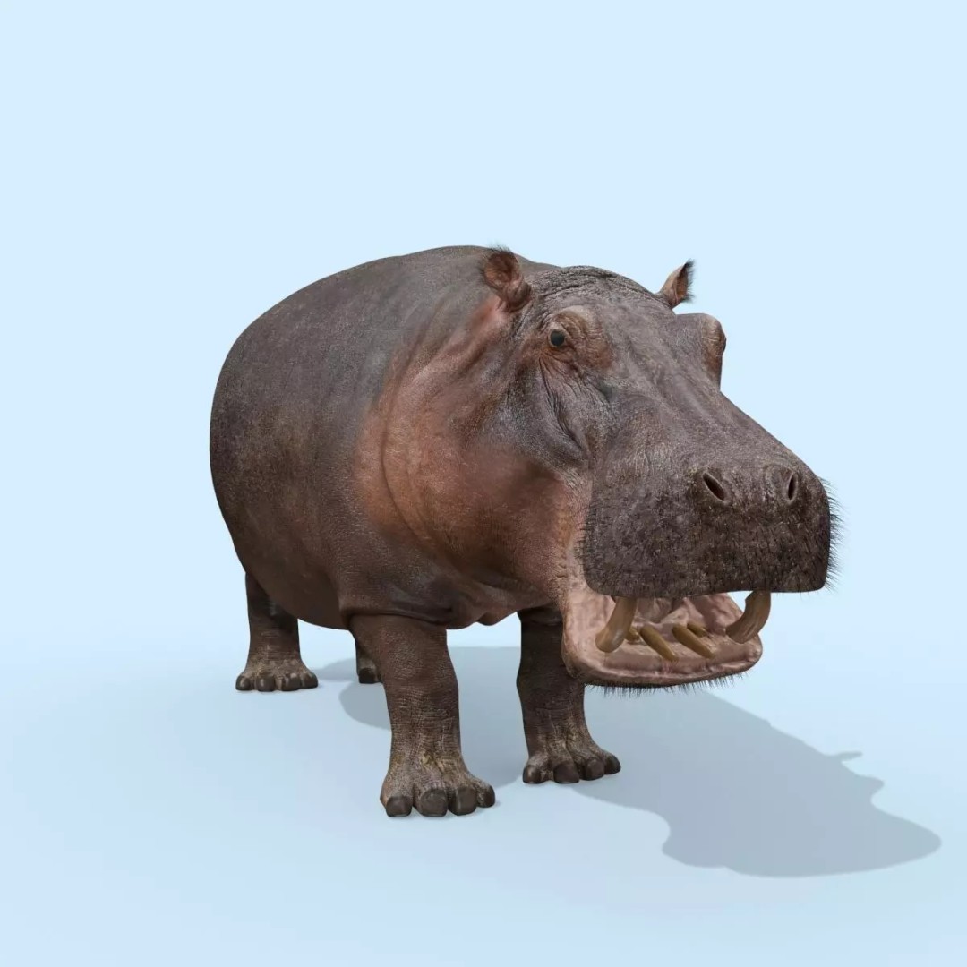 Pro Elephant, Rhino & Hippo 3D Model – High-Detail Animated Assets, FBX - View 39