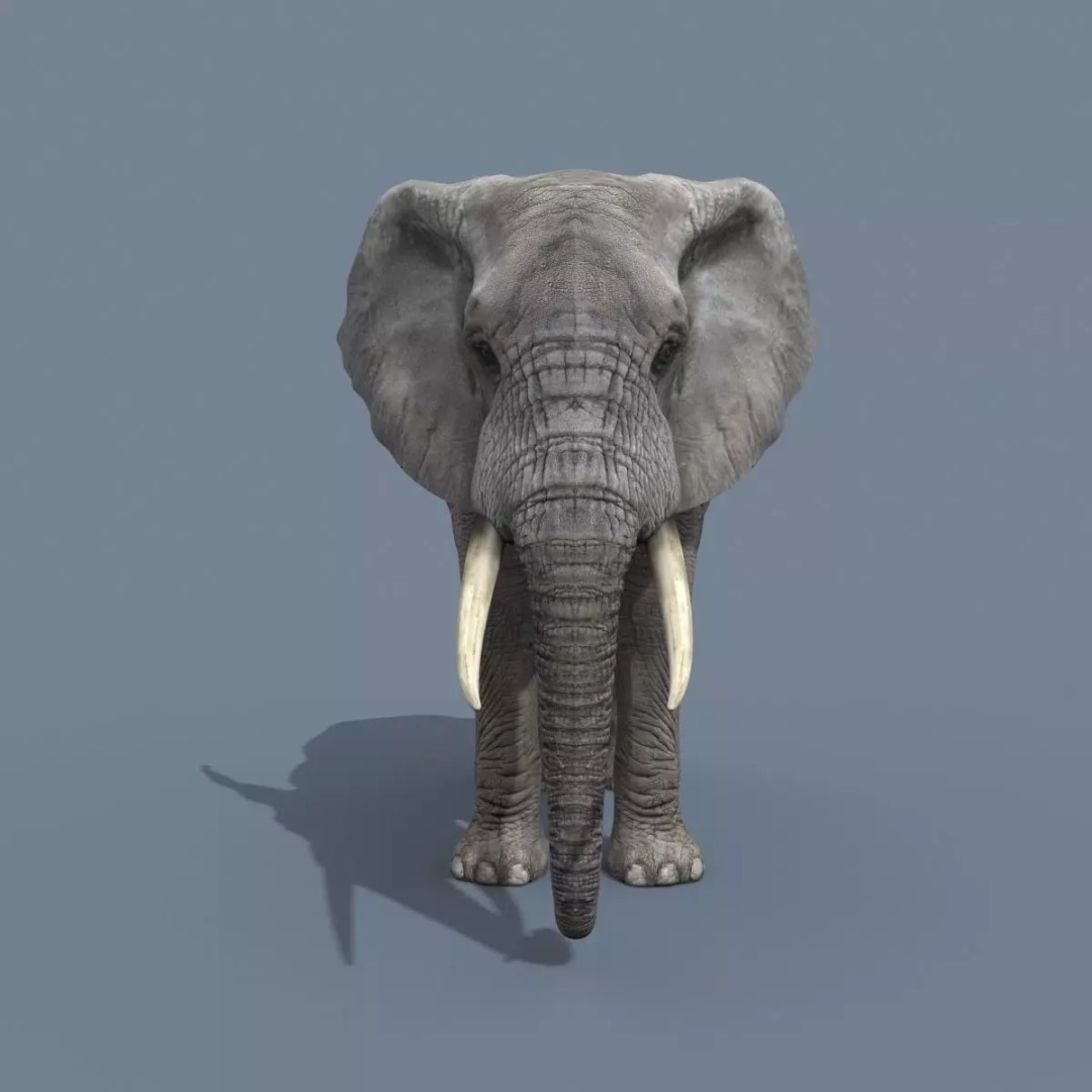 Pro Elephant, Rhino & Hippo 3D Model – High-Detail Animated Assets, FBX - View 4