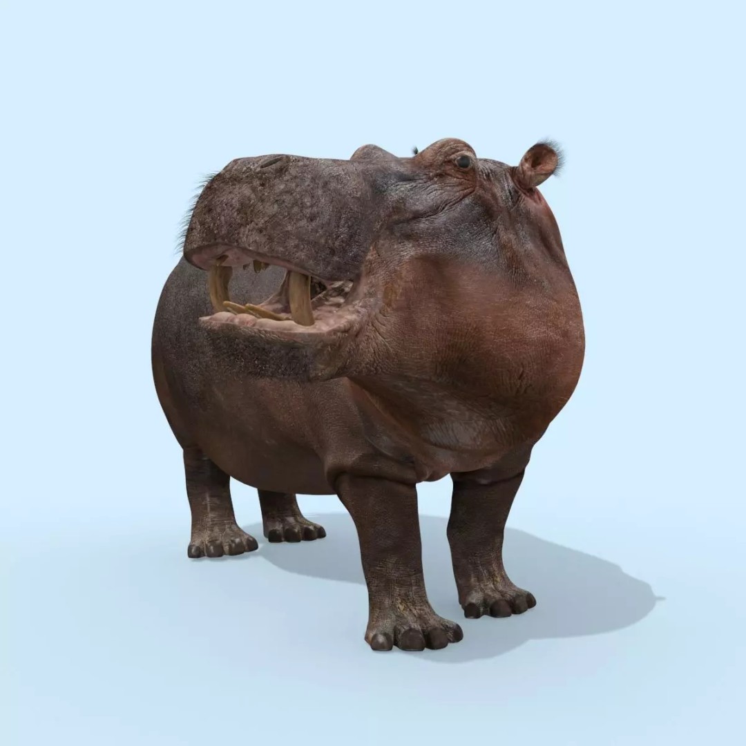 Pro Elephant, Rhino & Hippo 3D Model – High-Detail Animated Assets, FBX - View 40