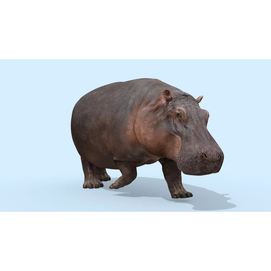 Pro Elephant, Rhino & Hippo 3D Model – High-Detail Animated Assets, FBX - View 41