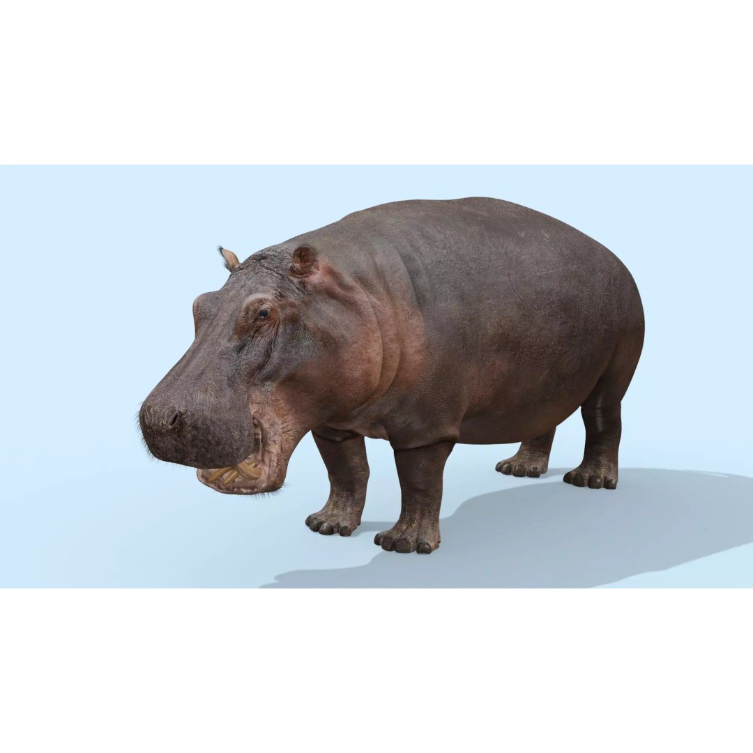 Pro Elephant, Rhino & Hippo 3D Model – High-Detail Animated Assets, FBX - View 42