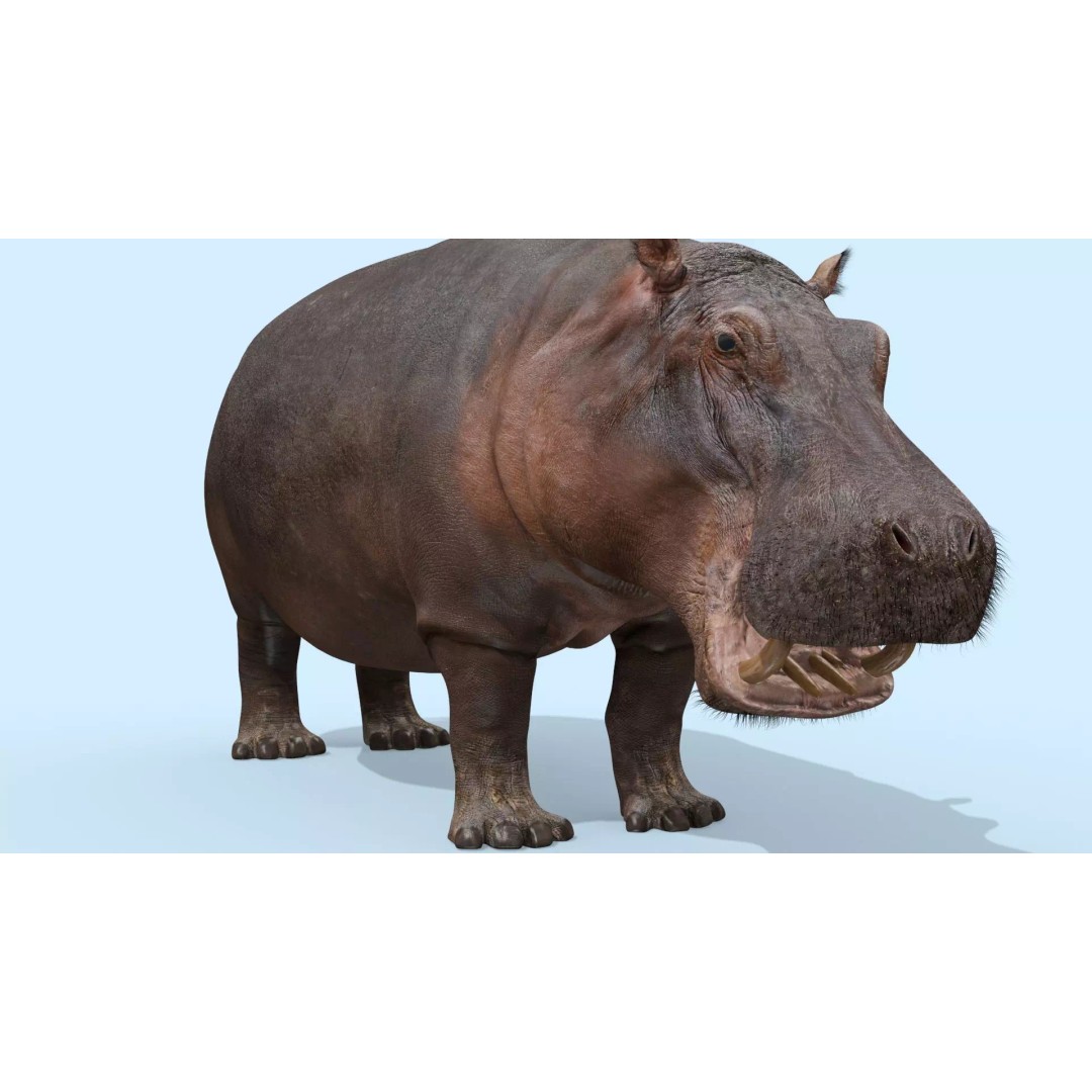 Pro Elephant, Rhino & Hippo 3D Model – High-Detail Animated Assets, FBX - View 43