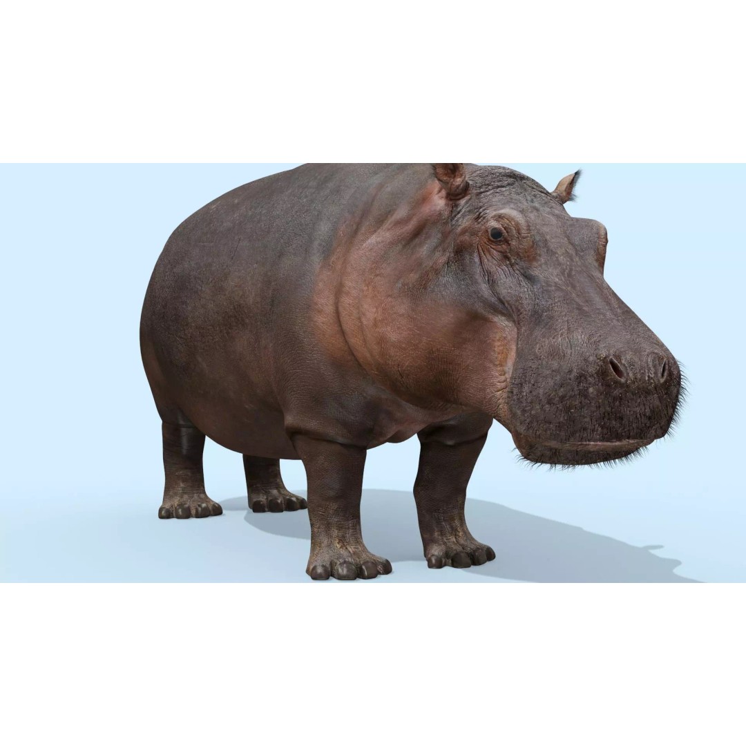 Pro Elephant, Rhino & Hippo 3D Model – High-Detail Animated Assets, FBX - View 44