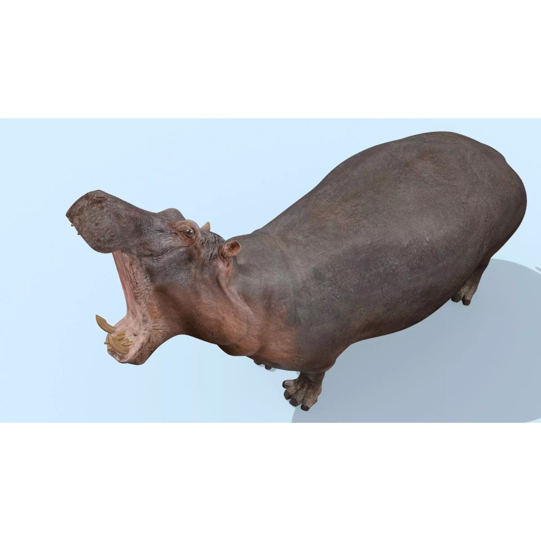 Pro Elephant, Rhino & Hippo 3D Model – High-Detail Animated Assets, FBX - View 45