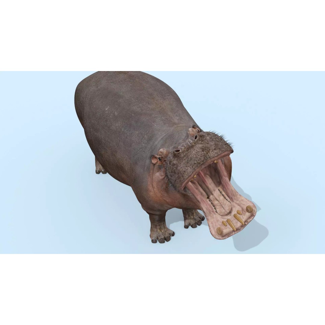 Pro Elephant, Rhino & Hippo 3D Model – High-Detail Animated Assets, FBX - View 46
