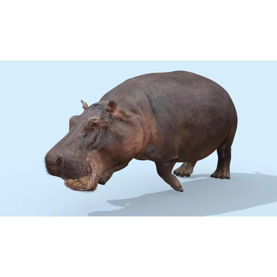 Pro Elephant, Rhino & Hippo 3D Model – High-Detail Animated Assets, FBX - View 47