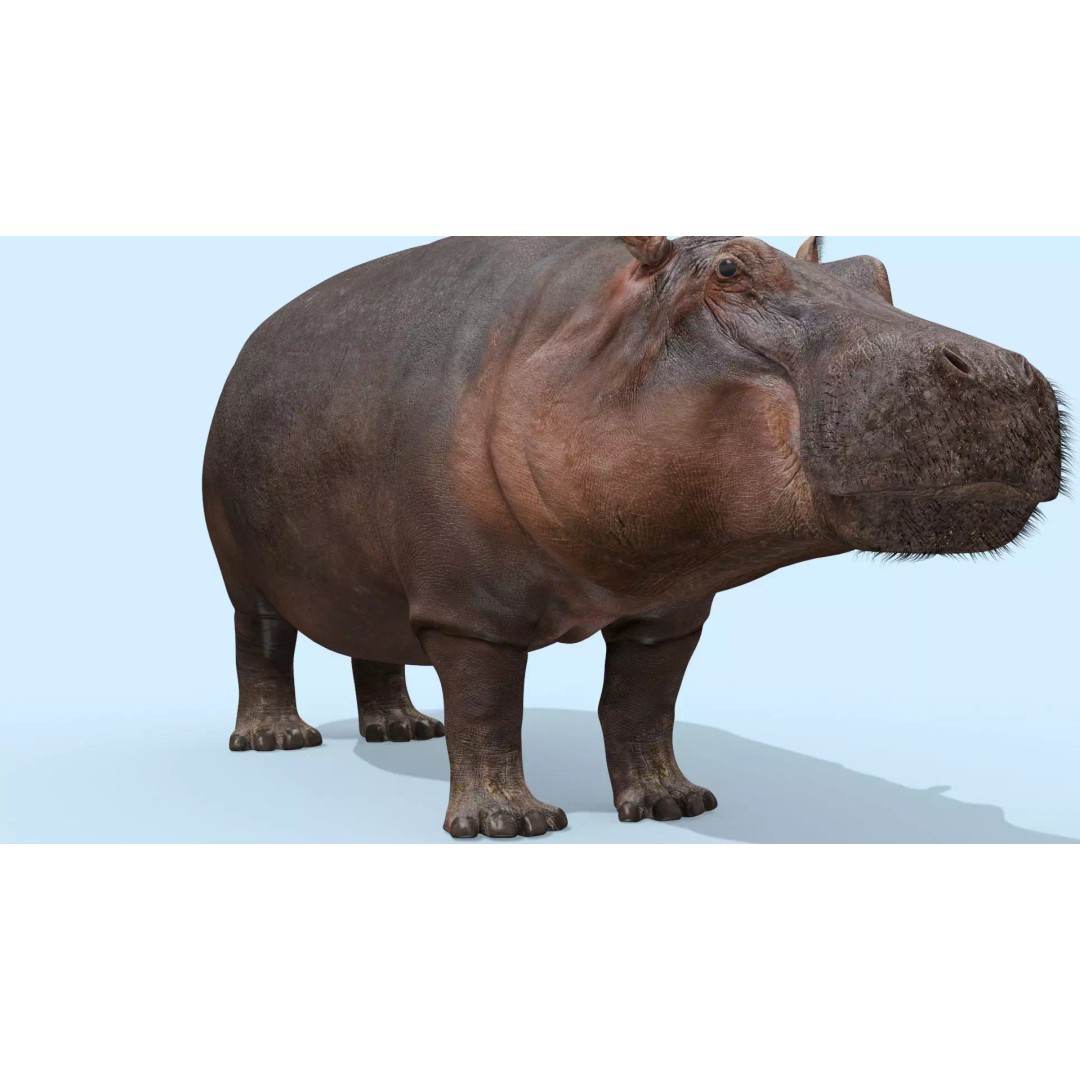 Pro Elephant, Rhino & Hippo 3D Model – High-Detail Animated Assets, FBX - View 48