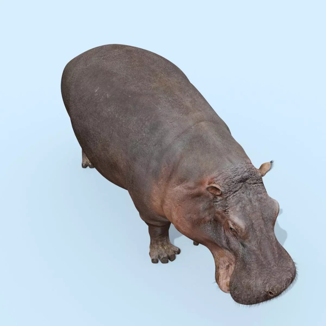 Pro Elephant, Rhino & Hippo 3D Model – High-Detail Animated Assets, FBX - View 49