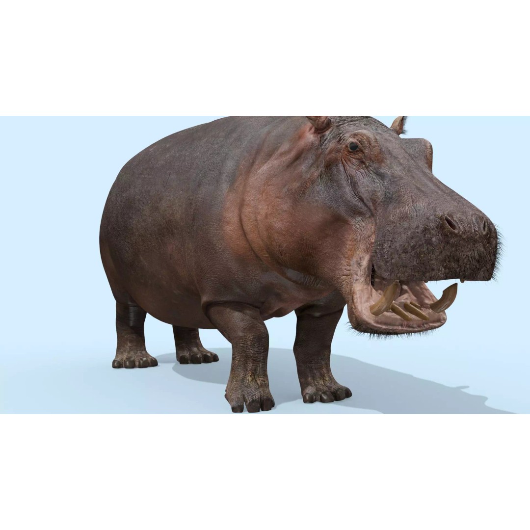 Pro Elephant, Rhino & Hippo 3D Model – High-Detail Animated Assets, FBX - View 50