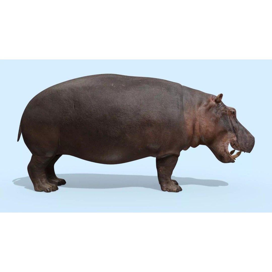 Pro Elephant, Rhino & Hippo 3D Model – High-Detail Animated Assets, FBX - View 51