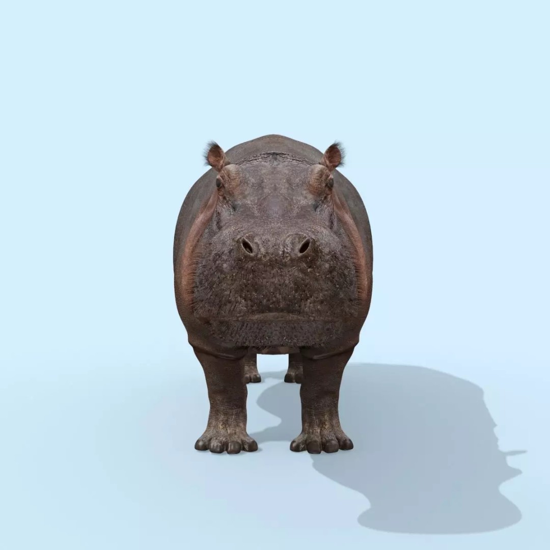 Pro Elephant, Rhino & Hippo 3D Model – High-Detail Animated Assets, FBX - View 52