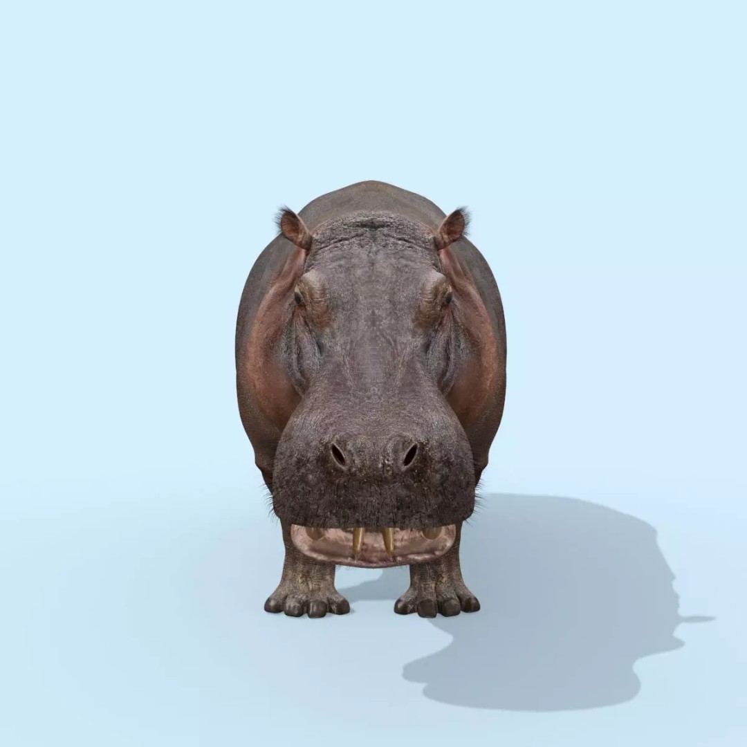 Pro Elephant, Rhino & Hippo 3D Model – High-Detail Animated Assets, FBX - View 53