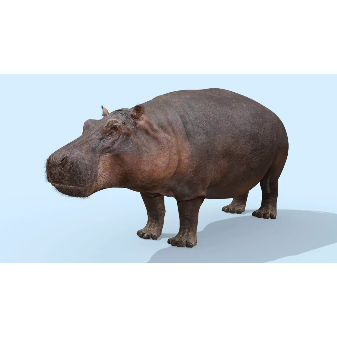 Pro Elephant, Rhino & Hippo 3D Model – High-Detail Animated Assets, FBX - View 54