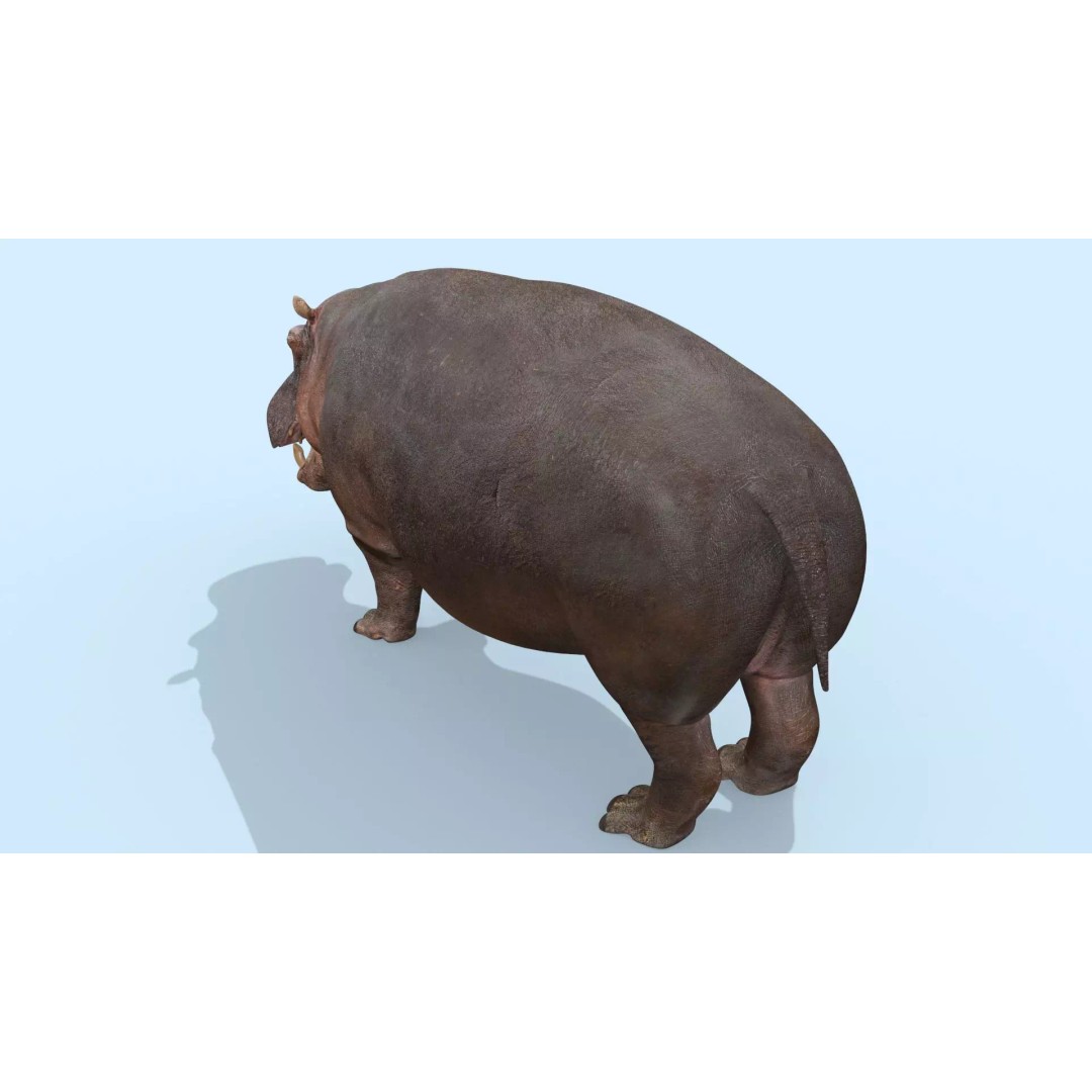 Pro Elephant, Rhino & Hippo 3D Model – High-Detail Animated Assets, FBX - View 55