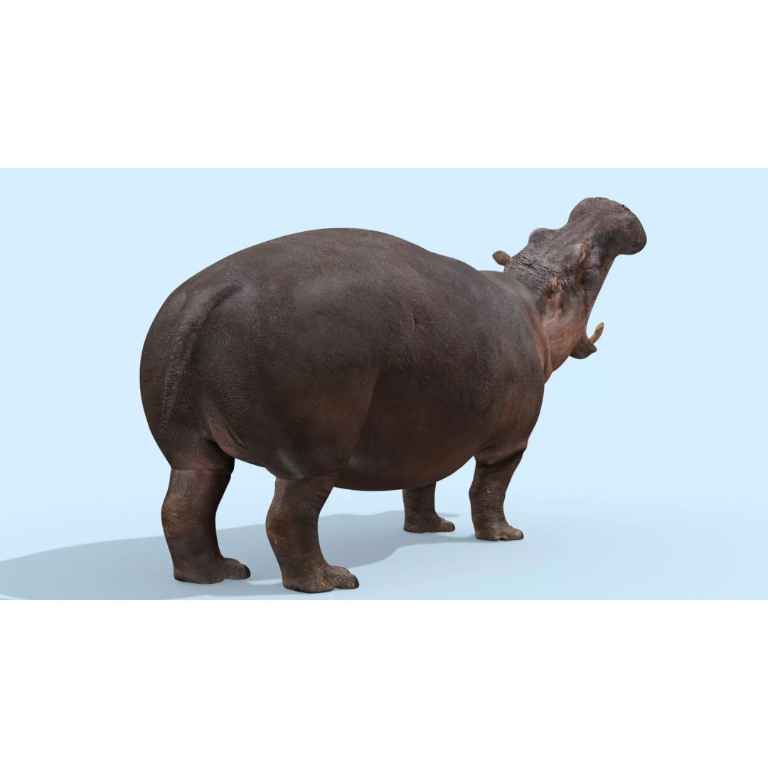 Pro Elephant, Rhino & Hippo 3D Model – High-Detail Animated Assets, FBX - View 56