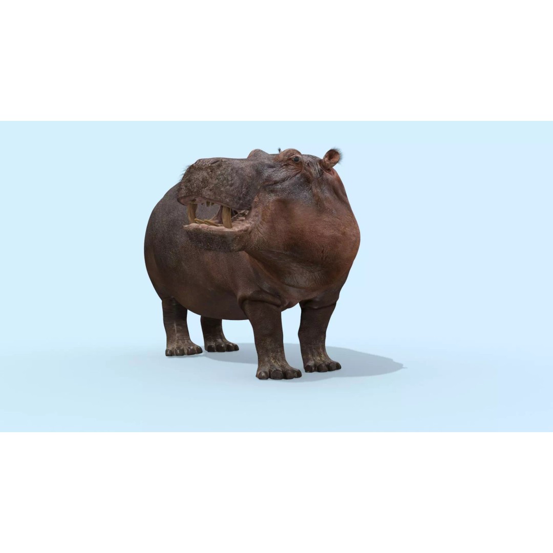 Pro Elephant, Rhino & Hippo 3D Model – High-Detail Animated Assets, FBX - View 57