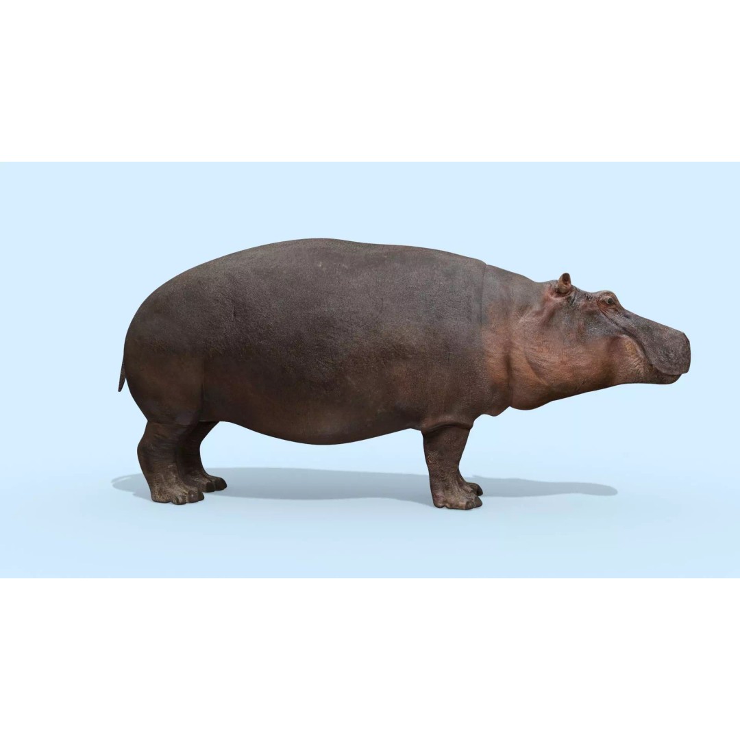 Pro Elephant, Rhino & Hippo 3D Model – High-Detail Animated Assets, FBX - View 58