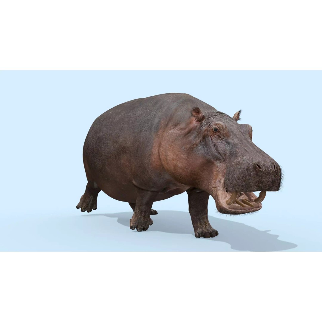 Pro Elephant, Rhino & Hippo 3D Model – High-Detail Animated Assets, FBX - View 59