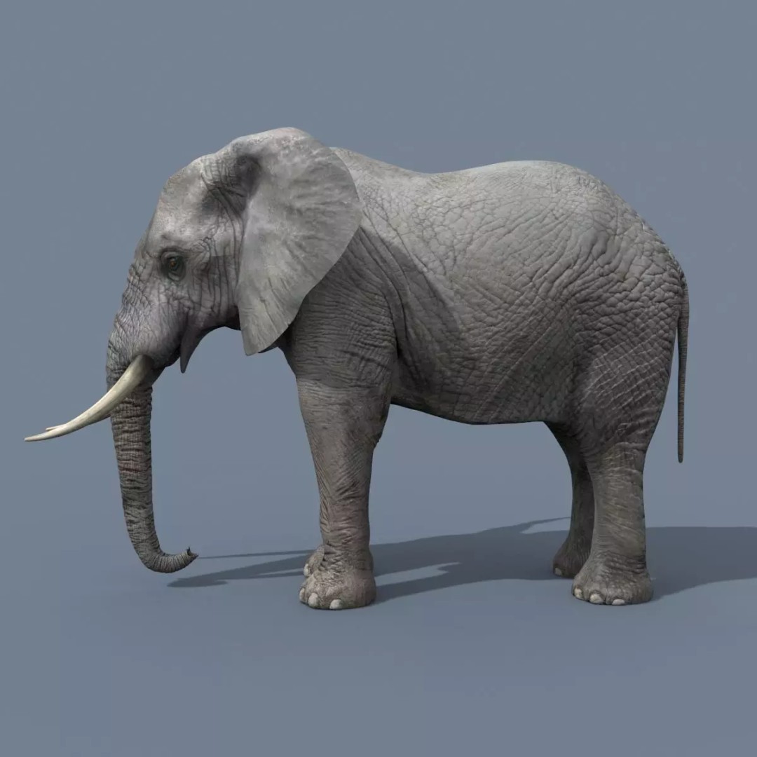 Pro Elephant, Rhino & Hippo 3D Model – High-Detail Animated Assets, FBX - View 6