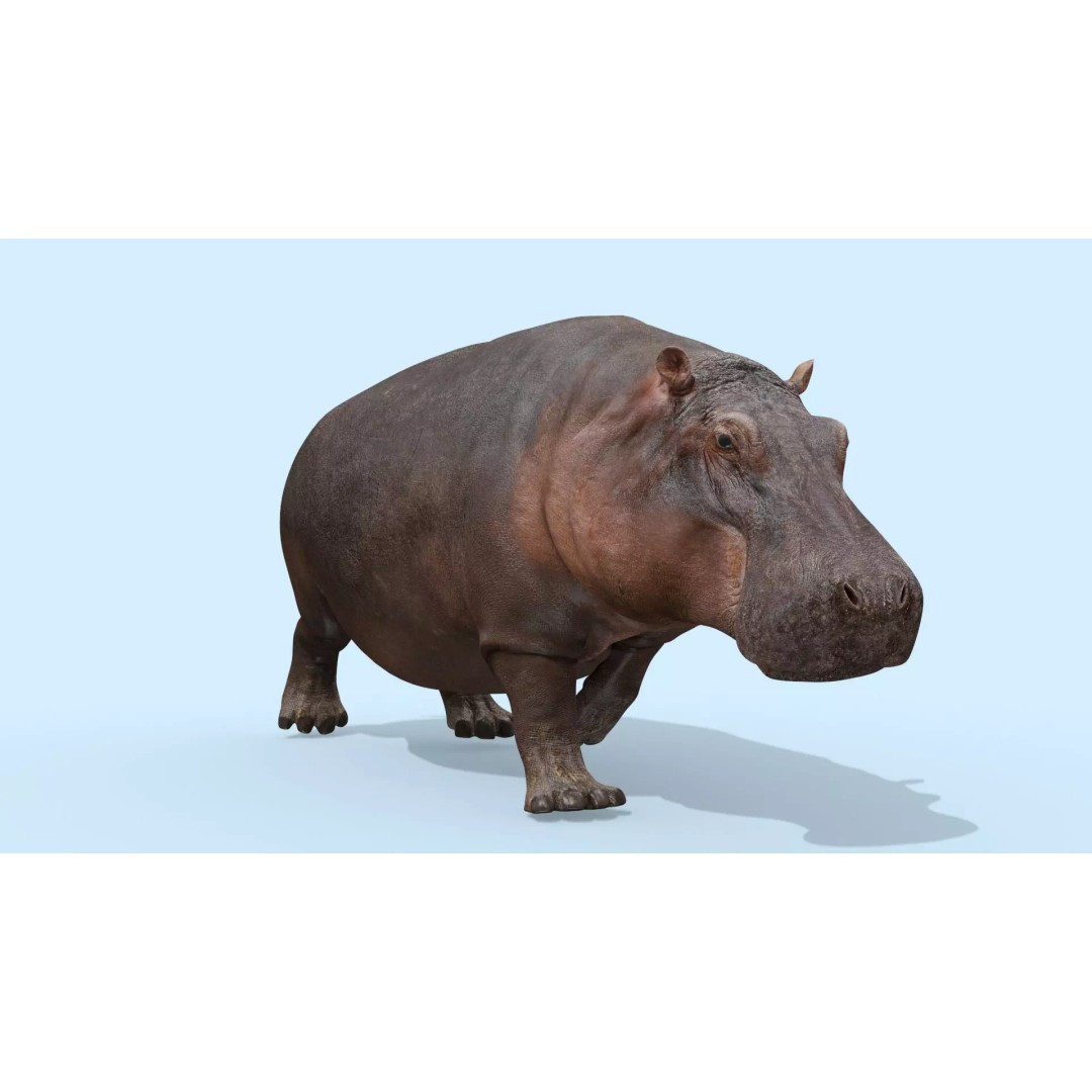 Pro Elephant, Rhino & Hippo 3D Model – High-Detail Animated Assets, FBX - View 60