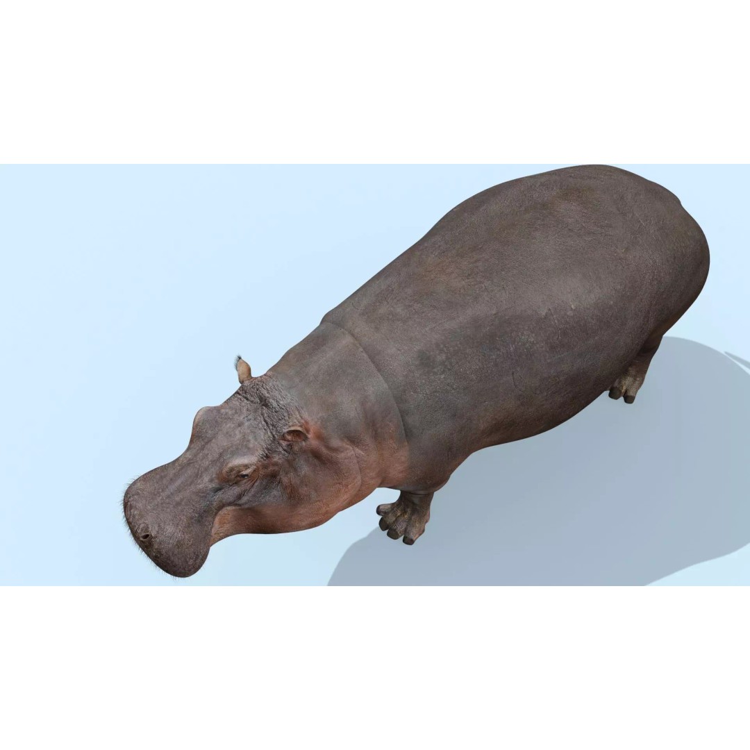 Pro Elephant, Rhino & Hippo 3D Model – High-Detail Animated Assets, FBX - View 61