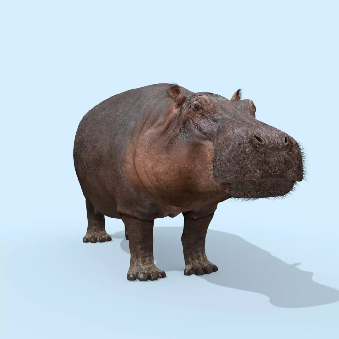 Pro Elephant, Rhino & Hippo 3D Model – High-Detail Animated Assets, FBX - View 62